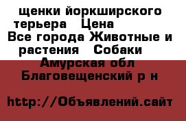 щенки йоркширского терьера › Цена ­ 20 000 - Все города Животные и растения » Собаки   . Амурская обл.,Благовещенский р-н